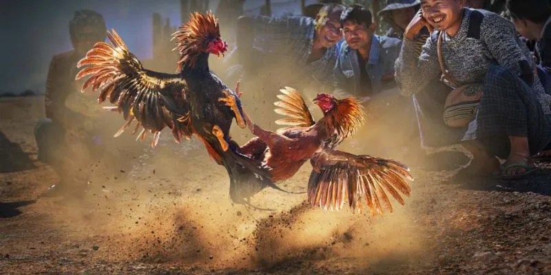 Bình luận đá gà Fun88 sôi nổi soi kê thần sầu