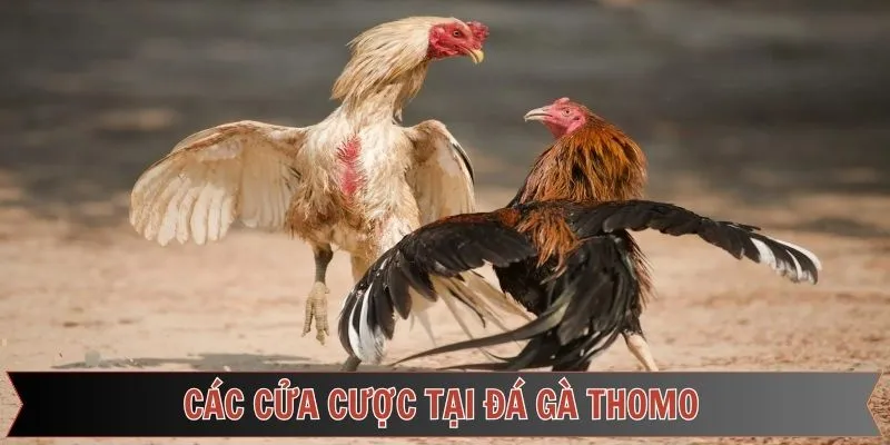 Các hình thức cá cược được áp dụng phổ biến