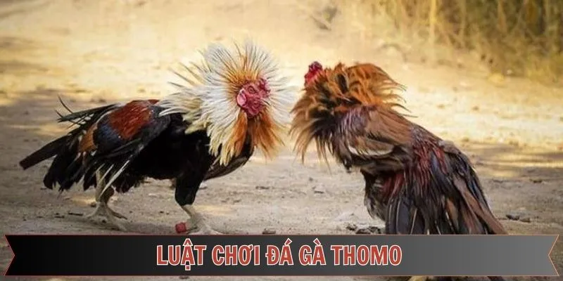Bật mí một số quy tắc cần hiểu rõ khi cá cược