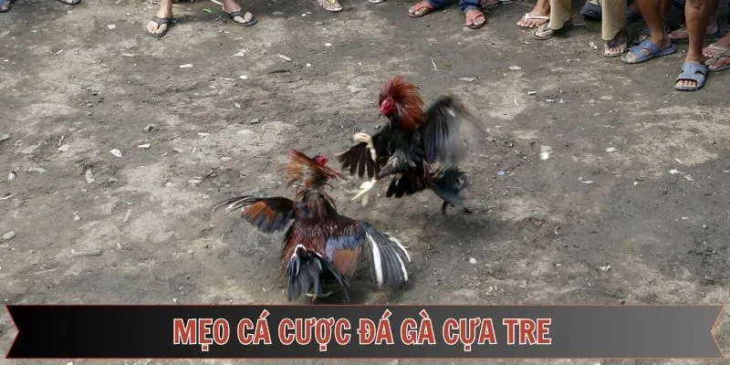 Bí kíp chọi gà tre đỉnh cao từ các chuyên gia