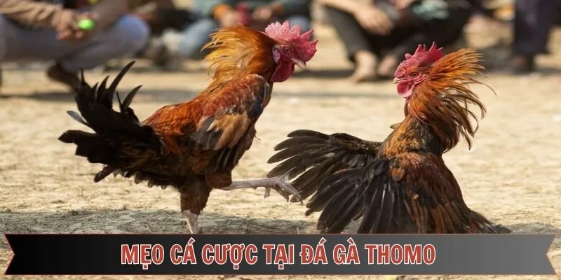 Kinh nghiệm tham gia đá gà Thomo thành công ngay từ lần đầu