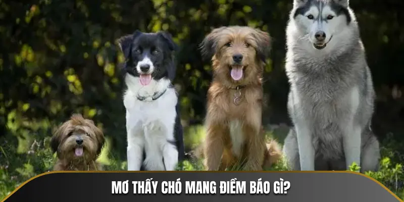 Mơ thấy chó mang điềm báo gì?