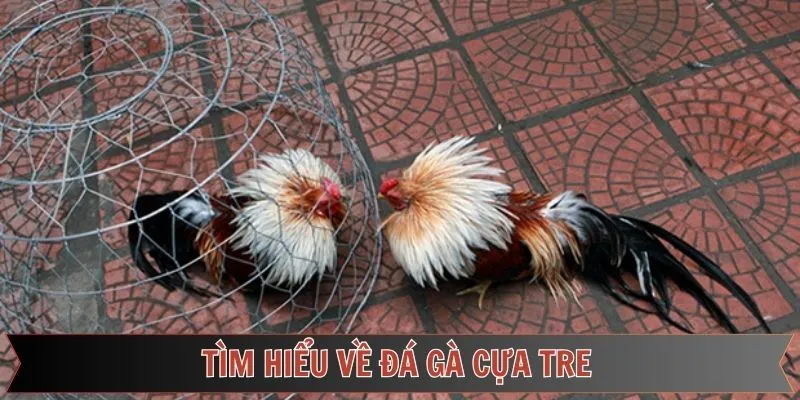 Vài nét về bộ môn giải trí đẳng cấp