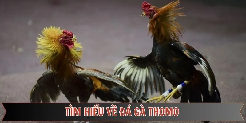 Tìm hiểu đôi chút về đá gà Thomov