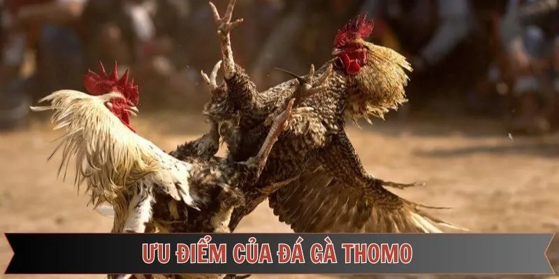 Những ưu điểm mà Fun88 mang lại cho đá gà Thomo