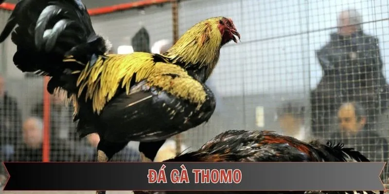 Đá Gà Thomo FUN88